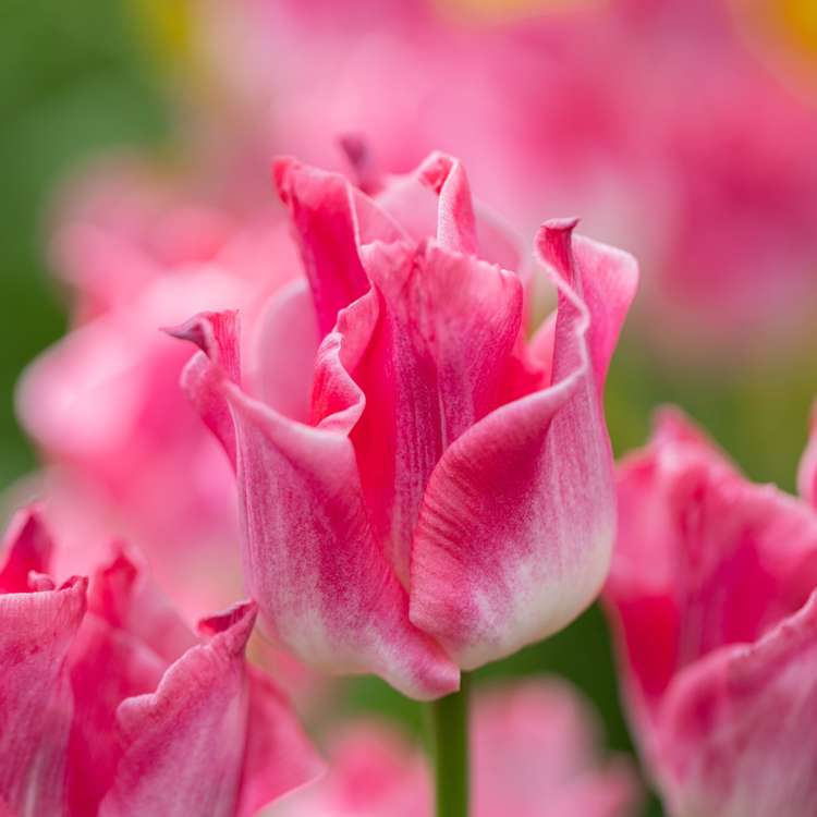 Tulpanen 'Crown of Dynasty'